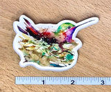 Hummingbird in Nest