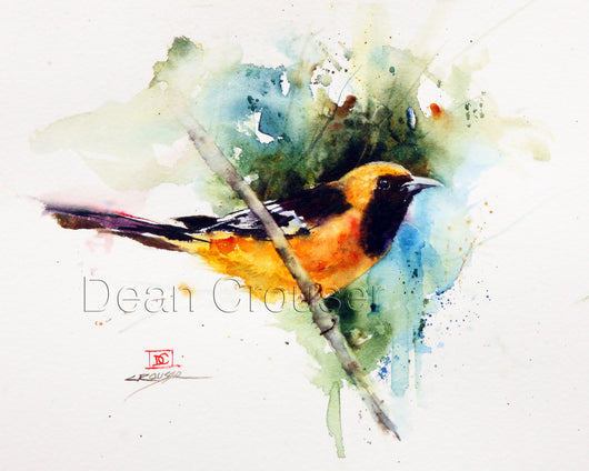 Hooded Oriole