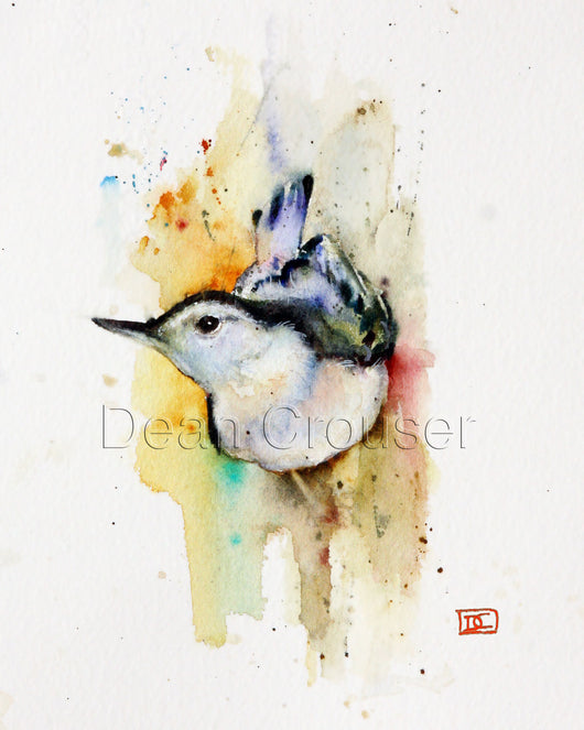 White Breasted Nuthatch